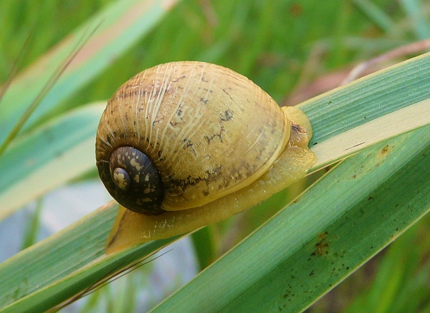 Cantareus apertus (Born, 1778) dal Gargano